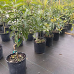 Sweet Sapodilla Tree Plant 24-36 Inches Live Sapodilla Fruit Tree