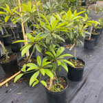 Sapodilla Fruit Tree Live Plant - 24 to 36 Inches Tall Sapodilla Tree