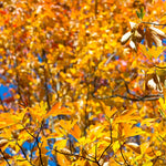 Sassafras Tree Live Plant, 9 Months Old, Quart Pot, Fragrant Fall Color