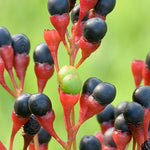Sassafras Trees Live Plants - 2 Potted Trees - Outdoor Planting