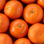 Satsuma Mandarin Tree - 2 to 3 Feet - Fruit Tree - Easy to Grow