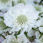 Scabiosa Plants: Pincushion Flower Outdoor Planting 4-6 Inches