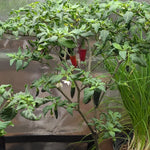 Serrano Hot Pepper Plant - Vegetable Plant - 2.5 Inch Pot - Grow Your Own Peppers