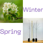 Black Chokeberry Trees - 2 Seedlings - Live Aronia Berry Plants - Cold Hardy Shrubs