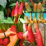 Shampoo Ginger Rhizomes - 5 Zingiber Zerumbet Awapuhi Wild Pinecone Bitter Red Ginger Plants
