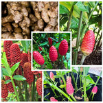 Shampoo Ginger Rhizomes - Pack of 4 - Zingiber Zerumbet Roots - Tropical Plant