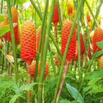 Shampoo Ginger Rhizomes - Pack of 4 - Zingiber Zerumbet Roots - Tropical Plant