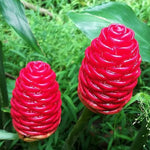 Shampoo Ginger Plant Roots - 4 Live Rhizomes - Red Pinecone Ginger - Zingiber Zerumbet Perennial