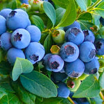 Sharpblue Blueberry Plants Set 2 Live Bushes 5-9 Inches Tall Blue