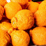 Shiranui Mandarin Tree - 2 to 3 Feet - Fruit Tree Sapling