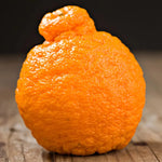 Shiranui Mandarin Tree - 2 to 3 Feet - Fruit Tree Sapling