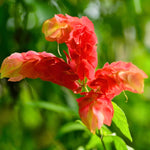 Set 2 Shrimp Plants Live - 4-6 Inch Tall Flowering Plant - Indoor Outdoor Growing