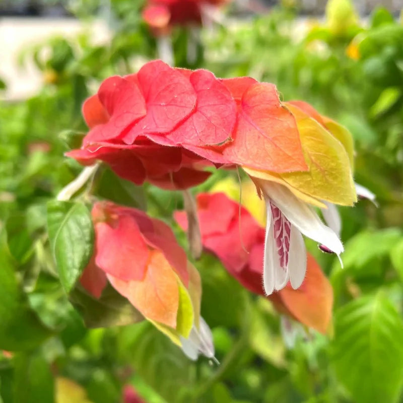 3 Shrimp Plant Live Red Outdoor Plant 5-8 Inches