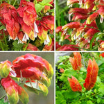 3 Shrimp Plant Live Red Outdoor Plant 5-8 Inches