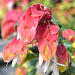 3 Shrimp Plant Live Red Outdoor Plant 5-8 Inches