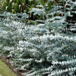 Set 2 Silver Dollar Eucalyptus Live Plants 3-6 Inches Outdoor Garden