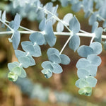 Set 2 Silver Dollar Eucalyptus Live Plants 3-6 Inches Outdoor Garden