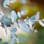 Silver Dollar Eucalyptus Plant Live Tree 3-5 Inch Silver Foliage