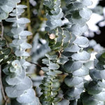 Silver Dollar Eucalyptus Plant Live Tree 3-5 Inch Silver Foliage