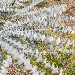 Pack 2 Silver Dollar Eucalyptus Tree Plant - 4 Inch Starter Plant for Garden Outdoor