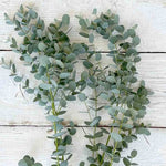 Pack 2 Silver Dollar Eucalyptus Tree Plant - 4 Inch Starter Plant for Garden Outdoor