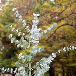 Pack 2 Silver Dollar Eucalyptus Tree Plant - 4 Inch Starter Plant for Garden Outdoor