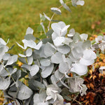 Pack 2 Silver Dollar Eucalyptus Tree Plant - 4 Inch Starter Plant for Garden Outdoor