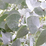 Pack 2 Silver Dollar Eucalyptus Tree Plant - 4 Inch Starter Plant for Garden Outdoor