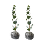 Silver Dollar Eucalyptus Trees Live Plant 3-6 Inches No Pot