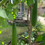 Smooth Luffa Plant 4" Pot - 4-8 Inch Tall - Fast Growing Sponge Gourd