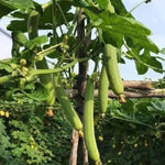 Smooth Luffa Plant 4" Pot - 4-8 Inch Tall - Fast Growing Sponge Gourd