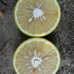 Sour Orange Trees Live Plants - Bitter Orange Fruit Tree - 2-3 ft - 1 Gallon Pot No Shipping to CA