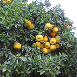Sour Orange Trees Live Plants - Bitter Orange Fruit Tree - 2-3 ft - 1 Gallon Pot No Shipping to CA