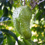 Soursop Trees Live Plants - Fruit Tree - 2 to 3 Feet Tall - 1 Gallon Pot