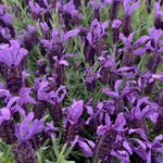 Spanish Lavender Plant - 3-6 Inch Tall - Fragrant Blooms