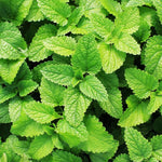Spearmint Plant 4-6 Inch Tall - Fresh Herb Garden Addition