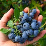 Blueberry Plants Live for Planting - Set of 2 Top Hat Blueberry Trees 5-9 Inches