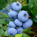 Blueberry Plants Live for Planting - Set of 2 Top Hat Blueberry Trees 5-9 Inches