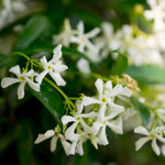 Star Jasmine Live Plant - Flowering Vine 4-8'' Tall - Indoor/Outdoor