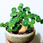 Stephania Cephalantha Live Caudex Plant - Medium Rare Succulent Indoor Decor