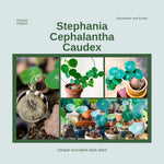 Stephania Cephalantha Live Caudex Plant - Medium Rare Succulent Indoor Decor