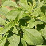 Stevia Herb Live Plants 2 Pack - Sweet Leaf Plant for Home Garden