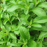 Stevia Plant Sweet Leaves Herb - 3-6 Inch Tall - Unpotted