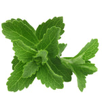 Stevia Plant Sweet Leaves Herb - 3-6 Inch Tall - Unpotted