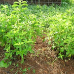 Stevia Plants Live - 2 Pack Stevia Herb Plant for Garden