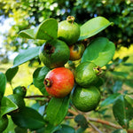 Strawberry Guava Tree - Half Gallon Pot - Tropical Fruit Tree