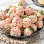 Strawberry Plants 10 Bare Roots for Planting - Garden Ready