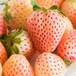 Strawberry Plants 10 Bare Roots for Planting - Garden Ready