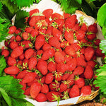 Strawberry Plants Bareroot - 4 Plants 2.5 Inch Pots - Grow Fresh Strawberries