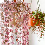 String of Hearts Plant - Trailing Succulent - 2.5 Inch Pot - Hanging Houseplant